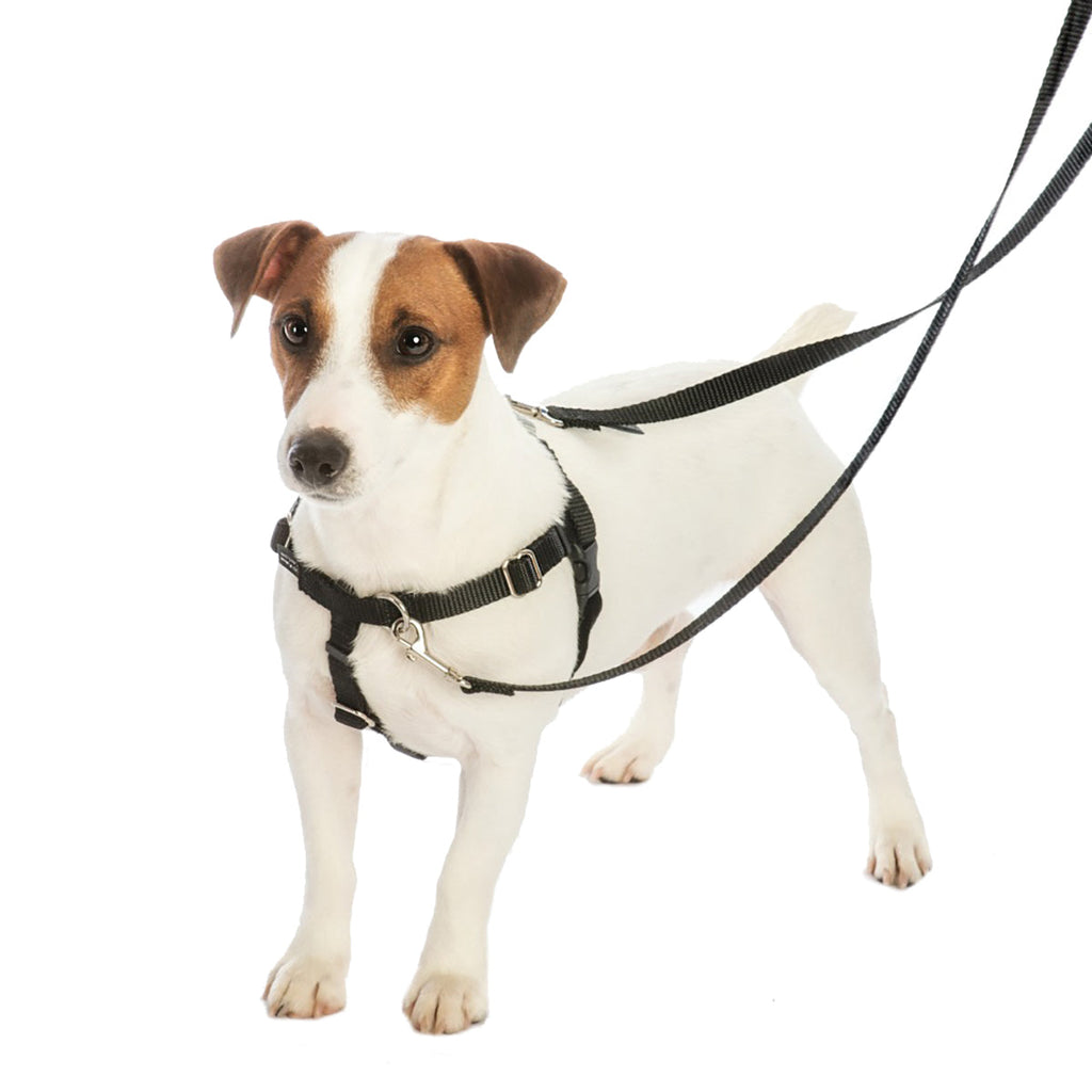 Daisy Dot EarthStyle Freedom No-Pull Dog Harness